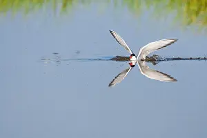 Images Dated 1st June 2009: Print of Adult Common Tern Diving in Freshwater Lake, Lesvos, Greece