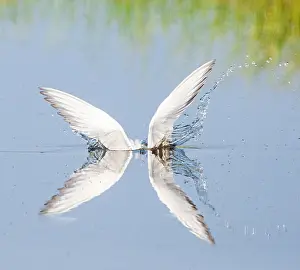 Mediterranean Wildlife Prints: Common Tern, Sterna hirundo