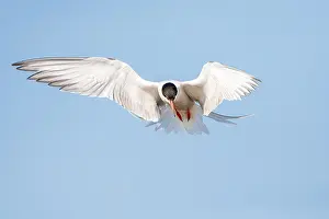 Bird Migration Patterns Europe Prints: Common Tern, Sterna hirundo