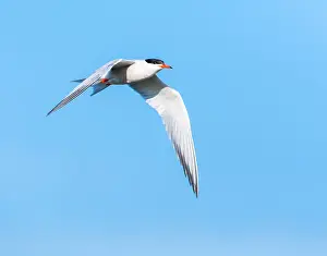Mediterranean Wildlife Photos Prints: Common Tern, Sterna hirundo