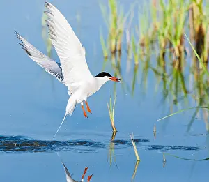 In Flight Bird Images Prints: Common Tern, Sterna hirundo