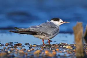 Sterna Hirundo Images Prints: Common Tern, Sterna hirundo