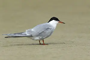 North American Wildlife Prints: Common Tern, Sterna hirundo