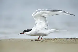 Texas Wildlife Prints: Common Tern, Sterna hirundo