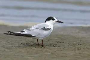 Texas Wildlife Images Prints: Common Tern, Sterna hirundo