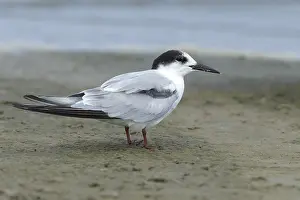 Common Tern, Sterna hirundo