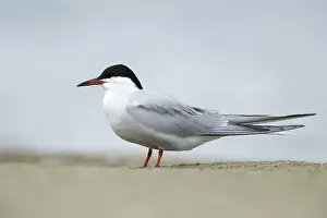 Sterna Hirundo Images Prints: Common Tern, Sterna hirundo
