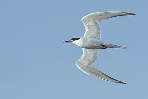 Adult Common Tern Print - Galveston County, Texas Beach Scene
