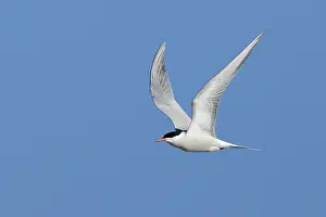 Adult Terns In Flight Prints: Common Tern, Sterna hirundo
