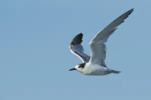 Flying Birds Prints: Common Tern, Sterna hirundo