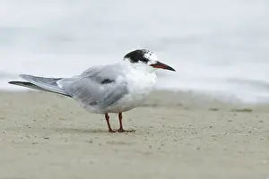 Texas Wildlife Prints: Common Tern, Sterna hirundo