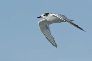 Flying Birds Prints: Common Tern, Sterna hirundo