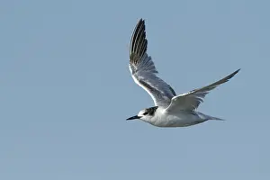 Flying Birds Prints: Common Tern, Sterna hirundo
