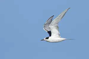 Flying Birds Prints: Common Tern, Sterna hirundo