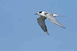 Flying Birds Prints: Common Tern, Sterna hirundo