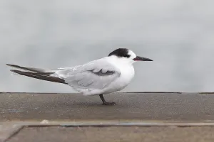Sterna Hirundo Prints: Common Tern, Sterna hirundo