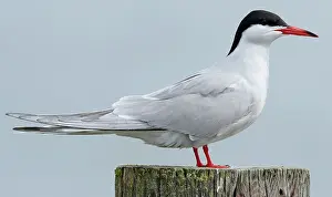 Common Tern Print: Adult Sitting on a Pole