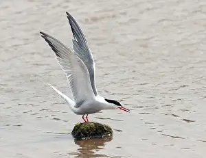European Bird Life Prints: Common Tern, Sterna hirundo