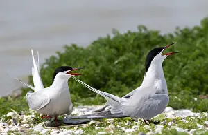 Texel Island Nature Reserve Prints: Common Tern, Sterna hirundo