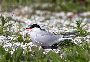Texel Island Nature Reserve Prints: Common Tern, Sterna hirundo