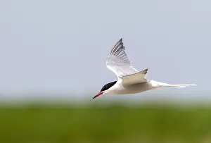 Sterna Hirundo Prints: Common Tern, Sterna hirundo