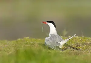 Common Tern Prints: Common Tern, Sterna hirundo