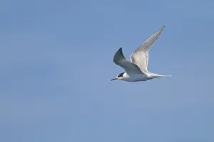 Common Tern In Flight Prints: Common tern, Sterna hirundo