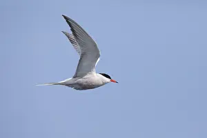 Ocean Birds In Flight Prints: Common tern Sterna hirundo