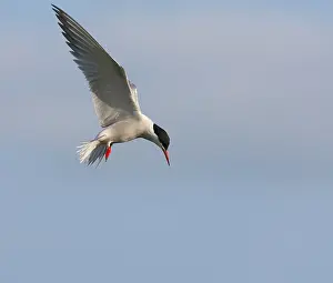Free Nature Photography Prints: Common Tern, Sterna hirundo hirundo