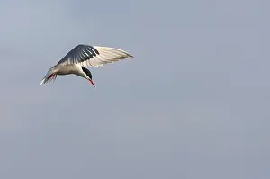 European Natural Environment Photos Prints: Common Tern, Sterna hirundo hirundo