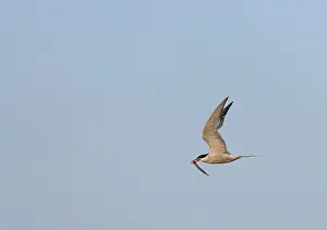 Blue Sky Wildlife Scene Prints: Common Tern, Sterna hirundo hirundo
