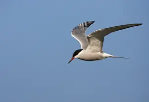 Images Dated 5th May 2007: Common Tern Print (Sterna hirundo hirundo) in the Netherlands