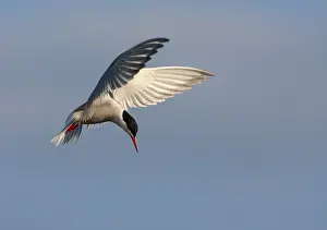 In Flight Wildlife Photos Prints: Common Tern, Sterna hirundo hirundo