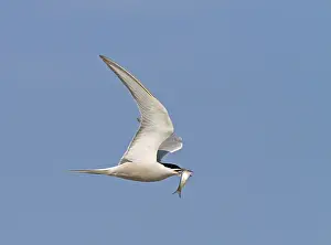 Common Tern In Flight Prints: Common tern, Sterna hirundo longipennis