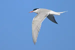 Sterna Hirundo Images Prints: Common tern, Sterna hurundo