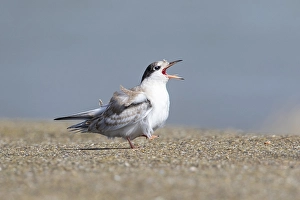 Sterna Hirundo Images Prints: Common Tern, Visdief, Sterna hirundo
