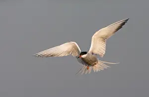 Common Tern In Flight Prints: Common Tern, Visdief, Sterna hirundo