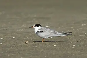 Common Tern Print: Immature Bird on Beach