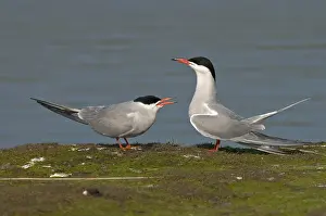 Bird Behaviour Prints: Common Tern, Visdief, Sterna hirundo
