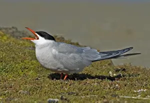 Common Tern Prints: Common Tern, Visdief, Sterna hirundo