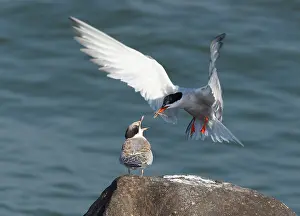Common Tern Prints: Common Tern, Visdief, Sterna hirundo
