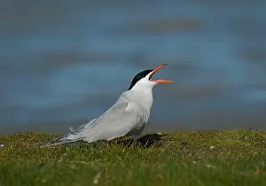 Common Tern Prints: Common Tern, Visdief, Sterna hirundo
