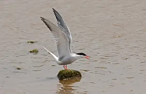 Common Tern Prints: Common Tern, Visdief, Sterna hirundo