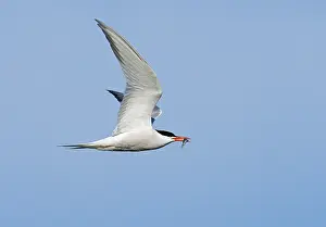 Sterna Hirundo Prints: Common Tern;Sterna hirundo