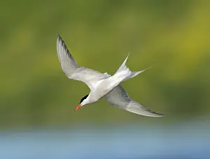 Common Tern Print: Sterna hirundo in Flight