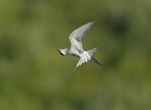 Sterna Hirundo Prints: Common Tern;Sterna hirundo
