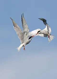 Avian Wildlife Photography Prints: Common Tern;Sterna hirundo