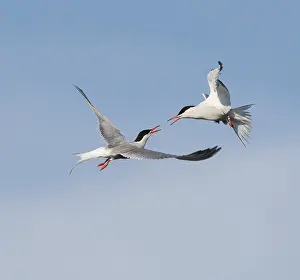 Sterna Hirundo Prints: Common Tern;Sterna hirundo