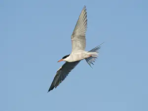 Bird Migration Patterns Europe Prints: Common Tern;Sterna hirundo