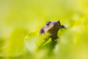 Bufo Bufo Prints: Common Toad, Bufo bufo
